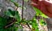 Lady Finger planting 24a